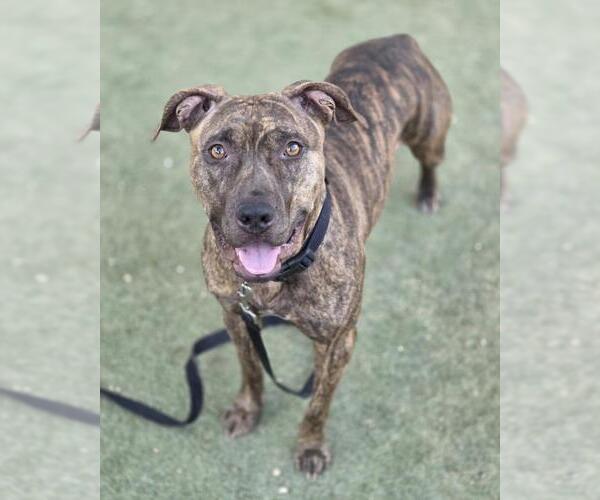 Medium Photo #1 American Pit Bull Terrier-Unknown Mix Puppy For Sale in Las Vegas, NV, USA