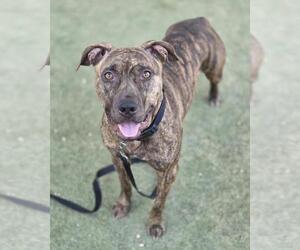 American Pit Bull Terrier-Unknown Mix Dogs for adoption in Las Vegas, NV, USA
