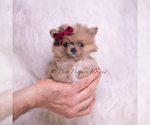 Puppy Tootsie AKC Pomeranian
