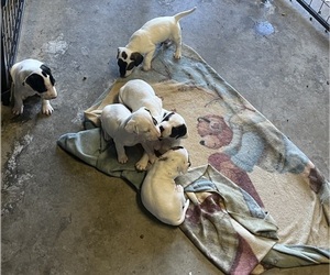 Bulldog Litter for sale in COLUMBUS, IN, USA