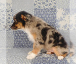 Small #7 Miniature Australian Shepherd