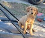 Puppy 2 Golden Retriever