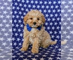 Small Photo #1 Pookimo Puppy For Sale in QUARRYVILLE, PA, USA