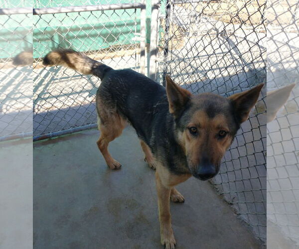 Medium Photo #8 German Shepherd Dog Puppy For Sale in Apple Valley, CA, USA