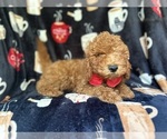 Small #4 Cavapoo
