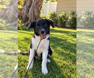 Border Collie Dogs for adoption in Menifee, CA, USA