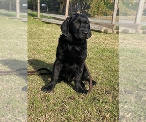 Labrador Retriever Puppy for sale in GERBER, CA, USA