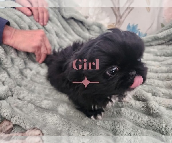 Medium Photo #2 Pekingese Puppy For Sale in TURKEY, NC, USA