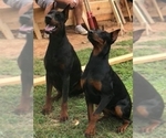 Small Photo #8 Doberman Pinscher Puppy For Sale in DRUMRIGHT, OK, USA