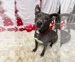 Small #7 American Pit Bull Terrier-Labrador Retriever Mix