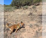 Small Photo #23 Black Mouth Cur-Boxer Mix Puppy For Sale in Kanab, UT, USA