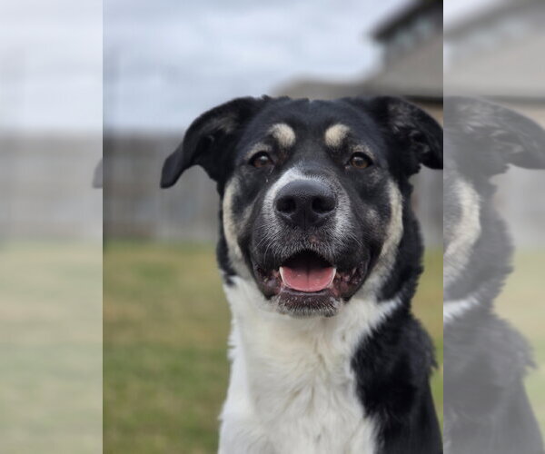 Medium Photo #5 Anatolian Shepherd-Unknown Mix Puppy For Sale in The Woodlands, TX, USA