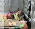 Small #2 Chihuahua Mix