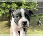 Small #1 Boston Terrier