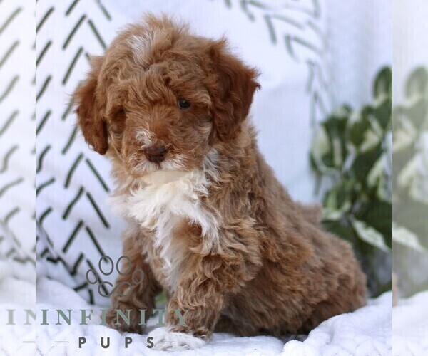 Medium Photo #4 Cavapoo (Miniature) Puppy For Sale in ELIZABETHTOWN, PA, USA
