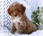 Small #3 Cavapoo (Miniature)