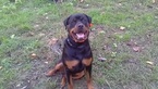 Small Photo #17 Rottweiler Puppy For Sale in ADEL, IN, USA