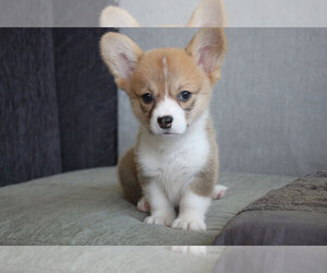 Pembroke Welsh Corgi Puppy for sale in CHICAGO, IL, USA