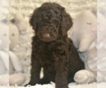 Puppy Yellow Labradoodle mix (+ Poodle Standard)
