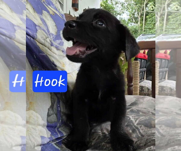 Medium Photo #6 Mutt Puppy For Sale in Virginia Beach, VA, USA