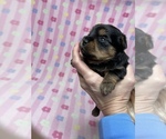 Small Photo #15 Yorkshire Terrier Puppy For Sale in FENTON, MI, USA
