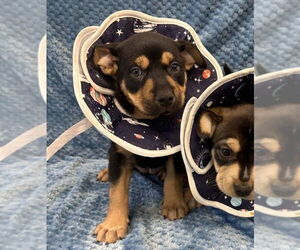 American Pit Bull Terrier-Labrador Retriever Mix Dogs for adoption in Lakewood, CO, USA
