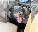 Small #1 Rottweiler