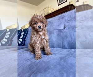 Poodle (Toy) Puppy for sale in HAYWARD, CA, USA