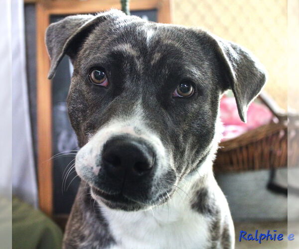 Medium Photo #2 Mutt Puppy For Sale in Crandall, GA, USA