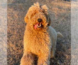 Father of the Goldendoodle puppies born on 02/10/2022