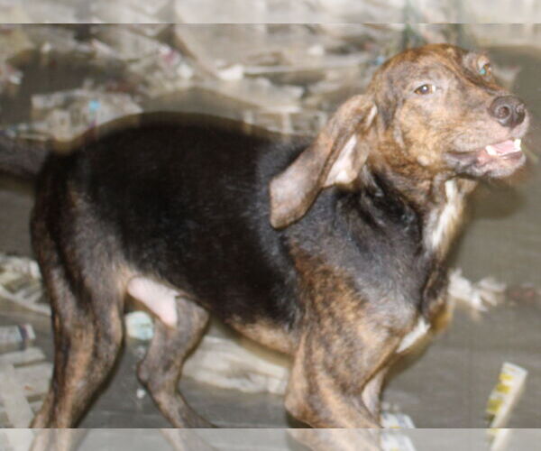 Medium Photo #2 Mountain Cur-Unknown Mix Puppy For Sale in Frenchburg, KY, USA