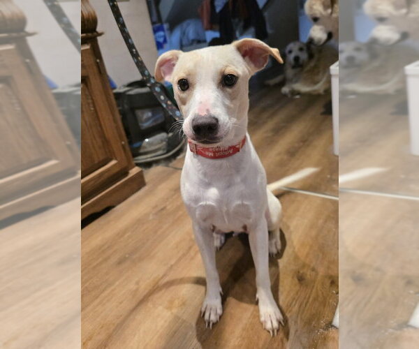 Medium Photo #1 Labbe Puppy For Sale in Aurora, IN, USA