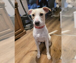 Labbe Dogs for adoption in Aurora, IN, USA