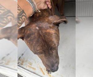 Mutt Dogs for adoption in Houston, TX, USA