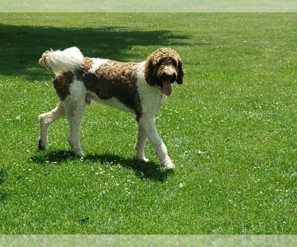 Medium Photo #1 Goldendoodle Puppy For Sale in NEWBURGH, IN, USA