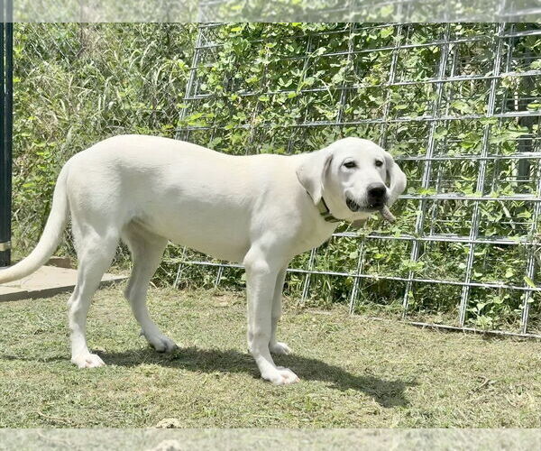 Medium Photo #22 Anatolian Shepherd-Labrador Retriever Mix Puppy For Sale in Higley, AZ, USA