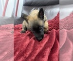 Small Photo #54 Belgian Malinois Puppy For Sale in REESEVILLE, WI, USA