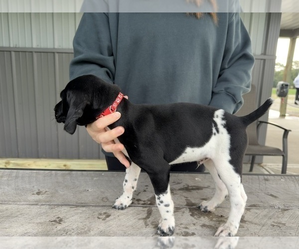 Medium Photo #10 German Shorthaired Pointer Puppy For Sale in XENIA, OH, USA