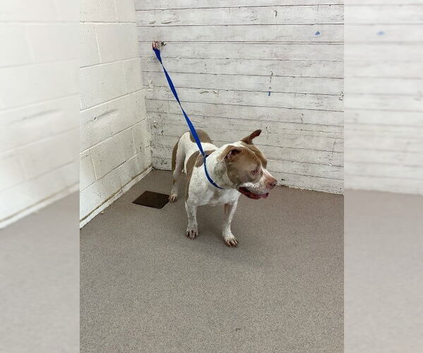 Medium Photo #1 Mutt Puppy For Sale in San Bernardino, CA, USA