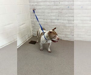 Mutt Dogs for adoption in San Bernardino, CA, USA