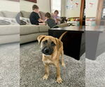 Small #2 Shepradors