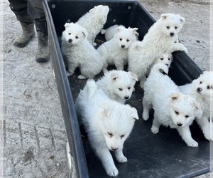 American Eskimo Dog-Border-Aussie Mix Puppy for sale in KALONA, IA, USA