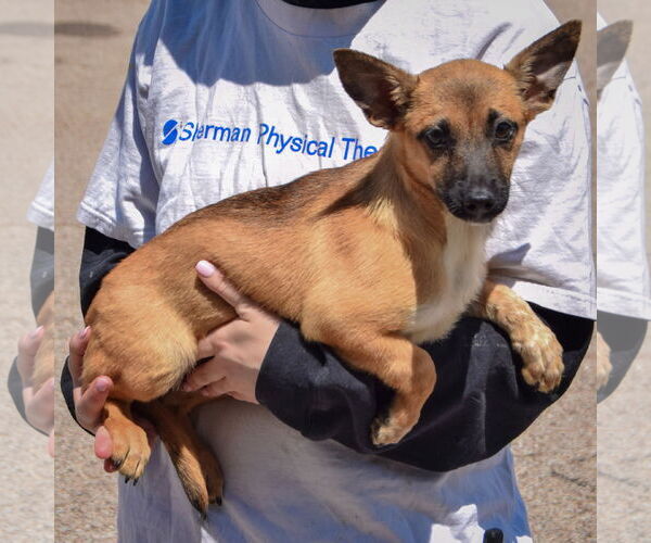 Medium Photo #3 German Shepherd Dog-Unknown Mix Puppy For Sale in Huntley, IL, USA
