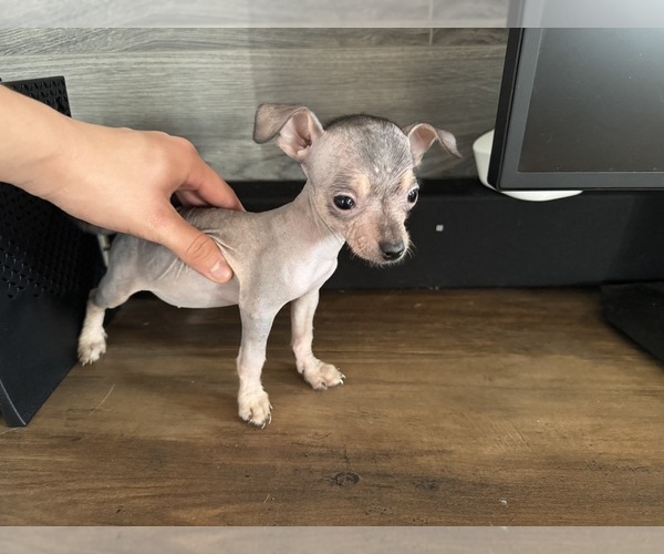 Medium Photo #1 Xoloitzcuintli (Mexican Hairless) Puppy For Sale in SAN BERNARDINO, CA, USA