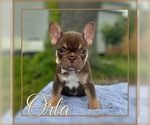 Puppy Orla French Bulldog