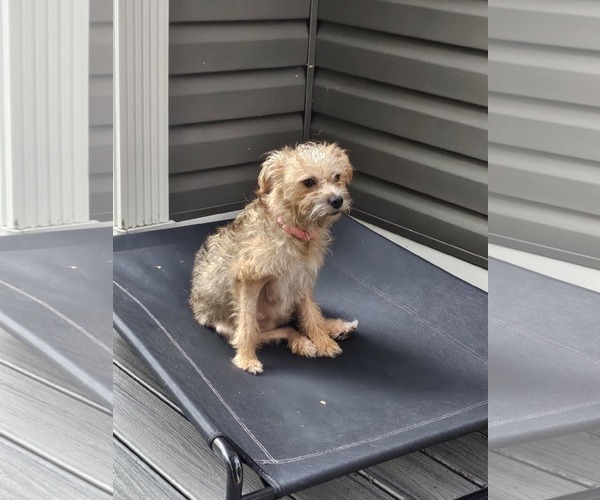 Medium Photo #1 Mutt Puppy For Sale in Catasauqua, PA, USA