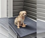 Small Mutt