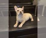 Small Photo #4 French Bulldog Puppy For Sale in FRANKLIN, IN, USA