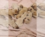 Small Photo #8 Golden Retriever Puppy For Sale in MENIFEE, CA, USA