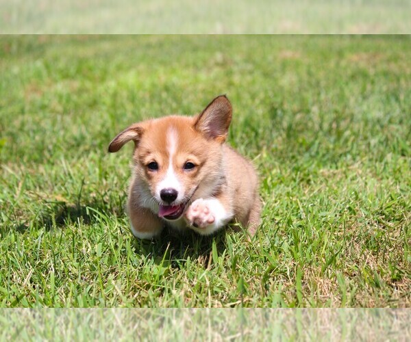 Medium Photo #10 Pembroke Welsh Corgi Puppy For Sale in FORT MADISON, IA, USA